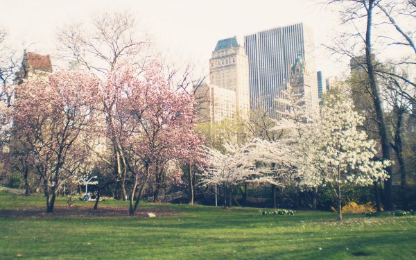 Центральный парк Нью-Йорк