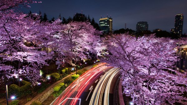 Сеул Сакура