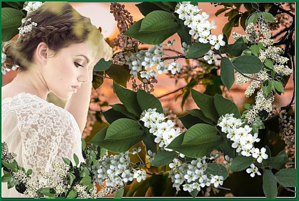 Под черёмухой цветущей