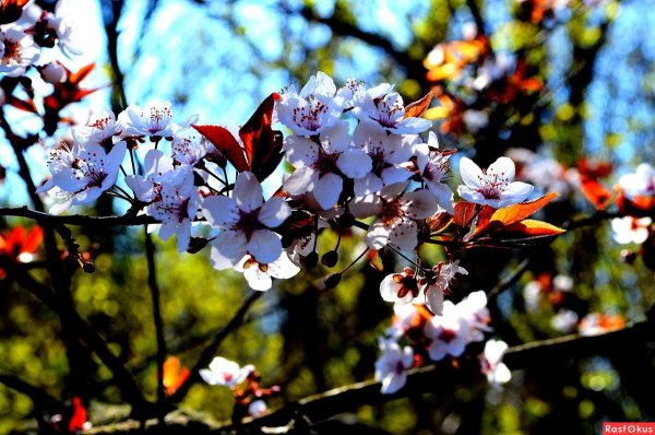 Женщина и черемуха