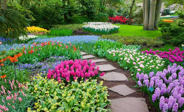 Луковичные в миксбордере