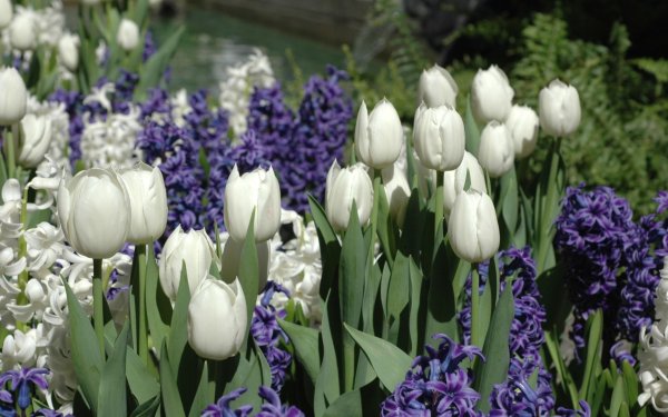 Мускари крокусы гиацинты