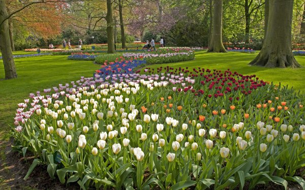 Нидерланды весенний парк Keukenhof