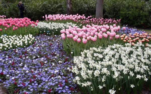 Клумба рабатка тюльпан Лилия