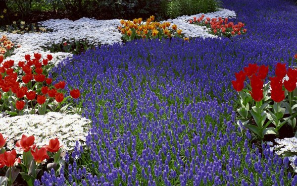 Цветы для клумбы