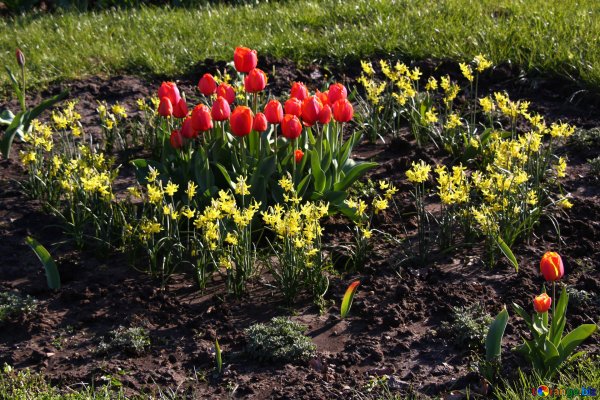 Миксбордер тюльпаны крокусы нарциссы