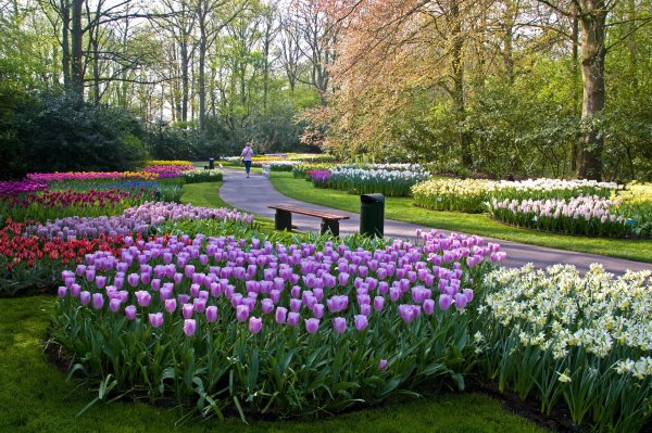 Keukenhof Gardens Нидерланды