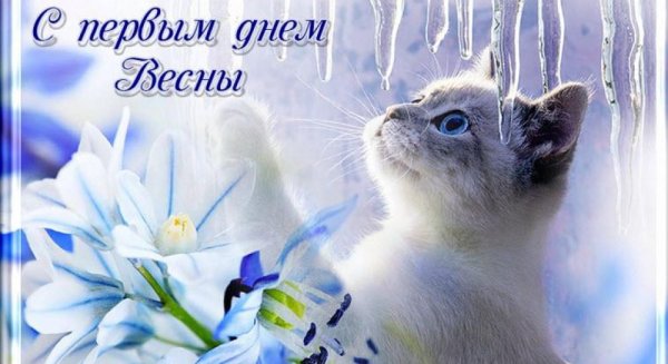 Поздравления с днём кошек
