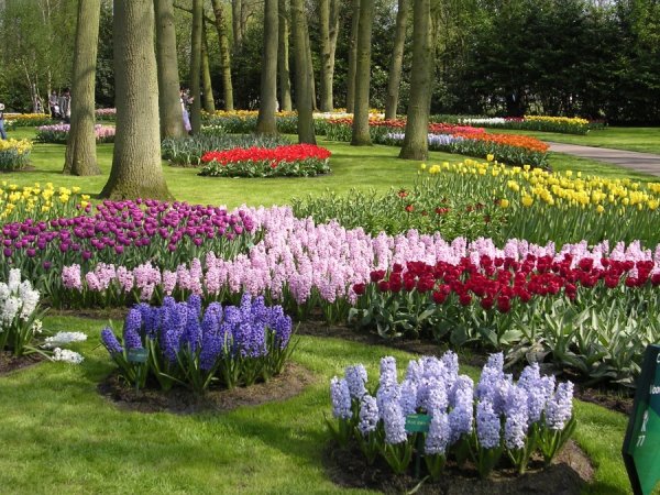 Кекенхоф парк гиацинт