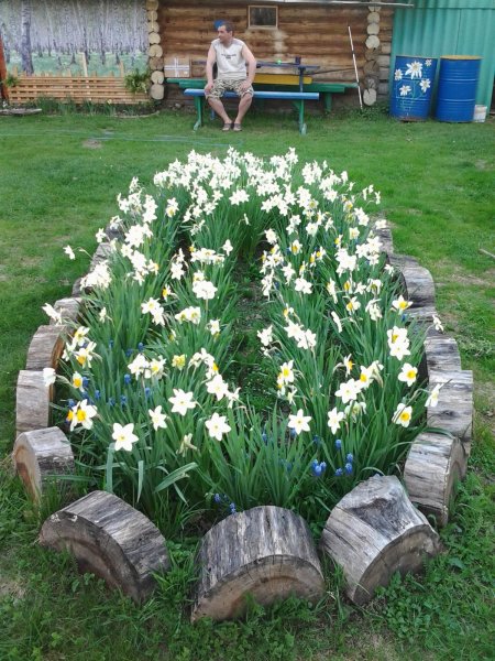 Тюльпаны и нарциссы на клумбе