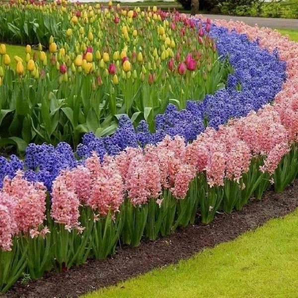 Кёкенхоф рабатка