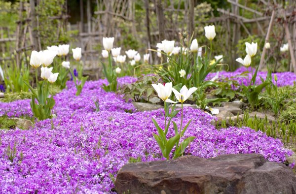 Флокс шиловидный и тюльпаны