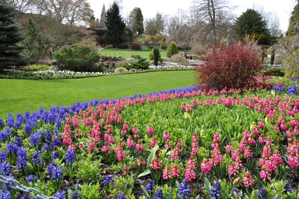 Канада сады Queen Elizabeth Garden Ванкувер
