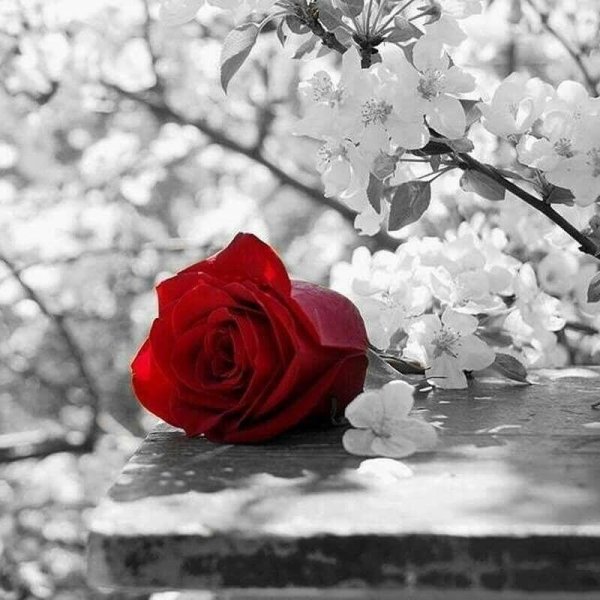 Садовые цветы роза Весна