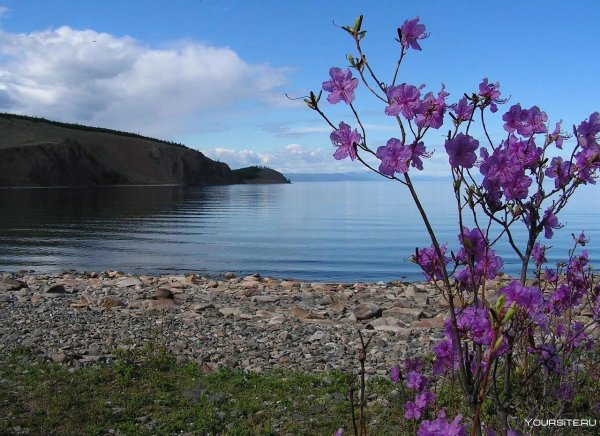 Байкал багульник цветет
