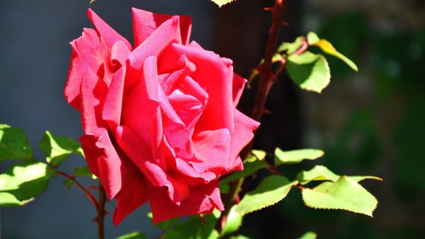 Розовая роза на солнце