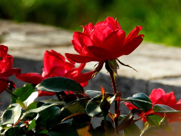 Картинки Весна розы