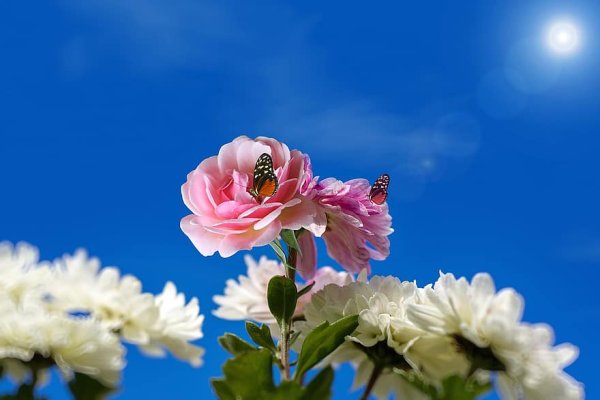 Красивая Весна роза