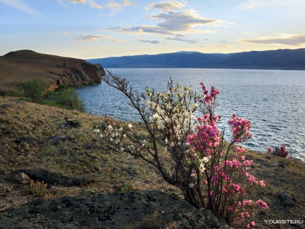 Багульник на Байкале