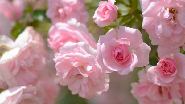 Розовый куст шиповник роза