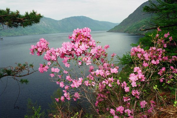 На Байкал в мае багульник