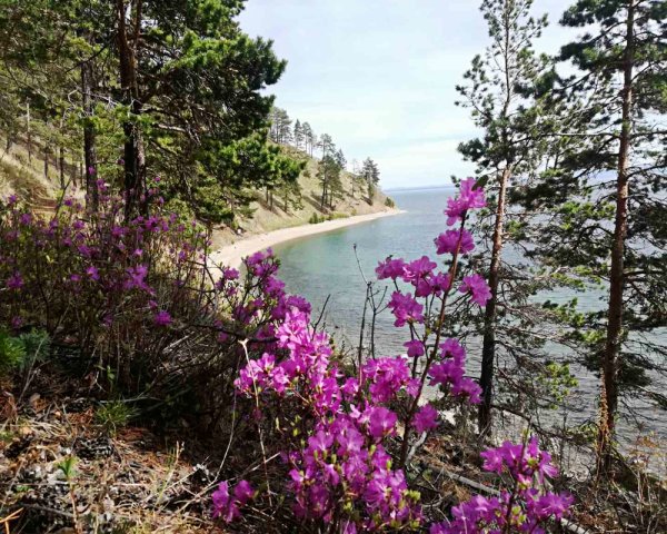 Флора озера Байкал