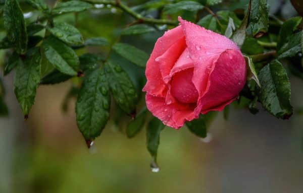 Красивые цветы