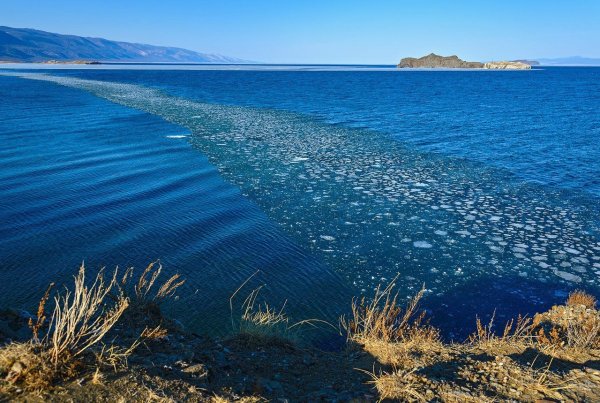 Растения эндемики озера Байкал