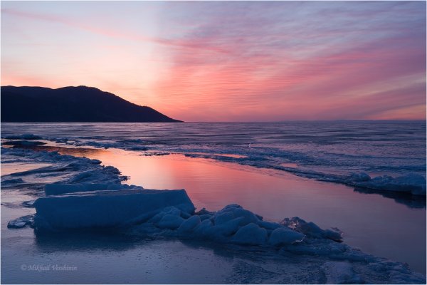 Цветение маральника на Телецком озере