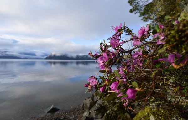 Тундростепная Флора Байкала