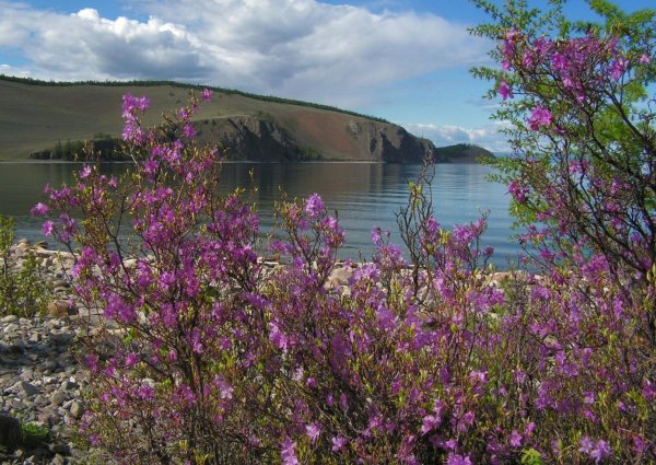 Прибайкальский национальный парк Флора