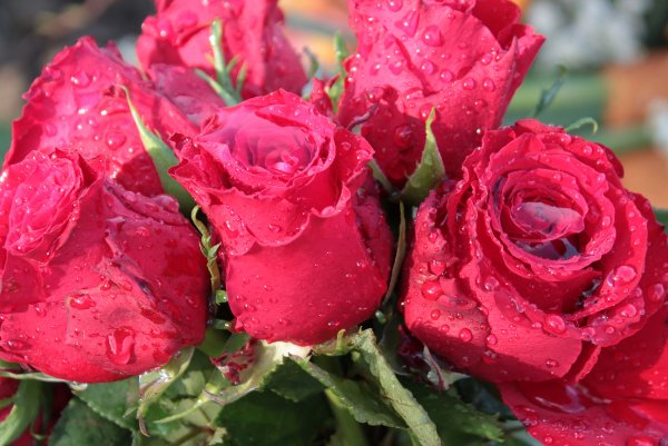 Серо розовый