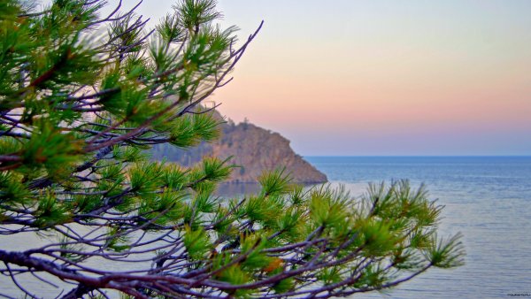 Ольхон Байкал растения