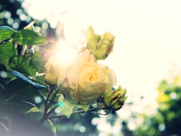 Бутон розовой розы