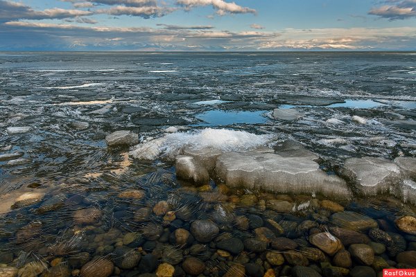 Багульник на Ольхоне