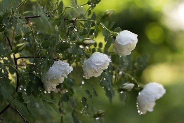 Цветы в снегу