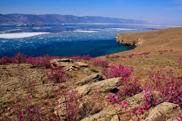 Цветущий багульник на Байкале