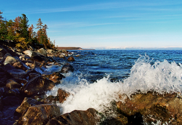 Байкал багульник цветет