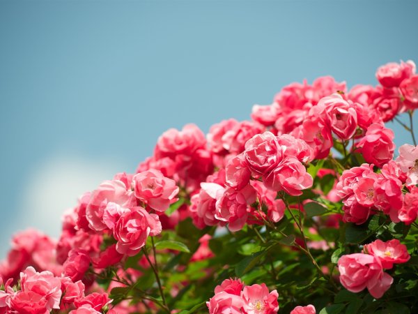 Дикая кустовая роза