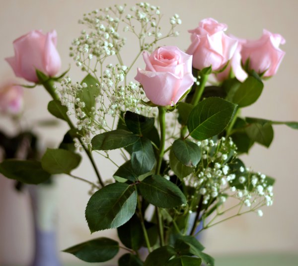 Роза Садовая кустовая куст