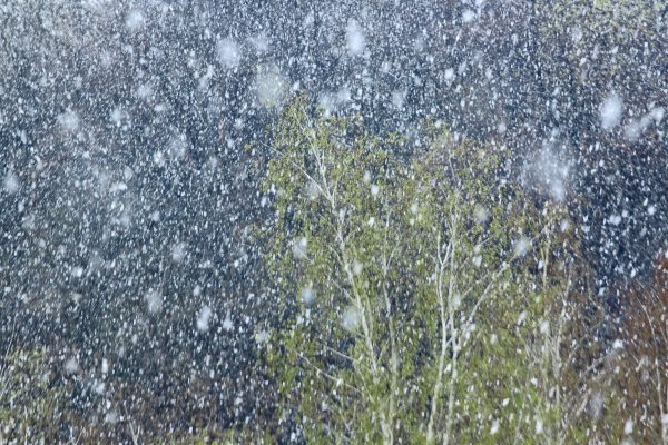 Падает снег весной