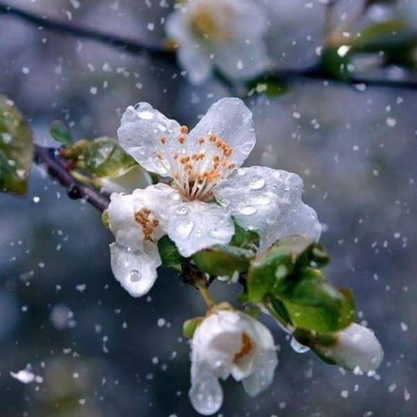 Яблоневый цвет в снегу