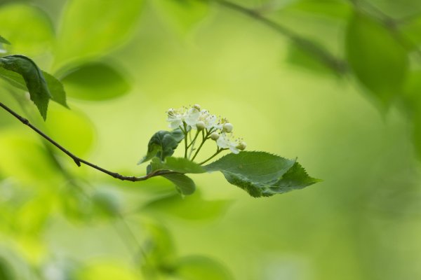 Весенняя зелень