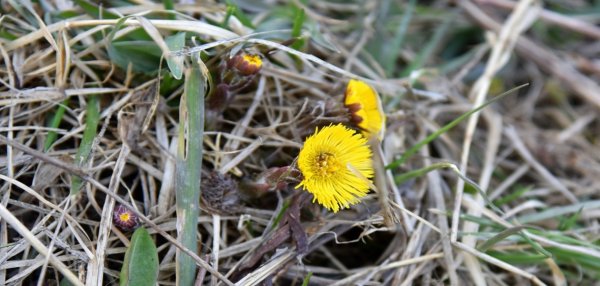 Молодая травка весной