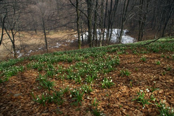 Полянка ранней весной