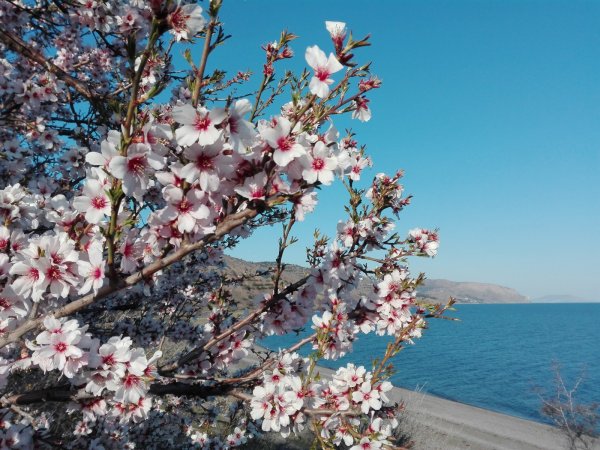 Весна в Крыму