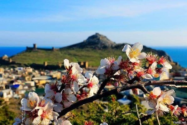 Цветение миндаля в Крыму