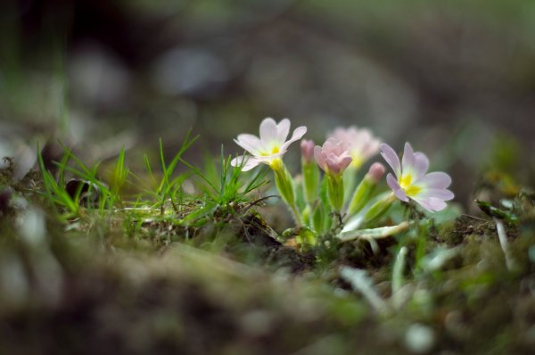 Трава ранней весной