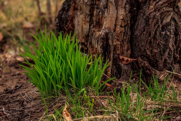Первая Весенняя трава
