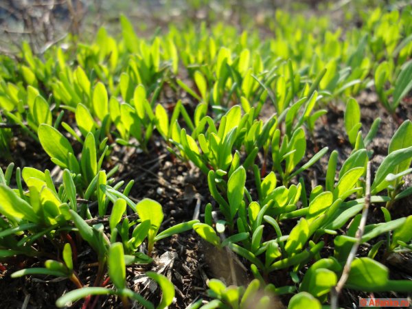 Первая Весенняя трава